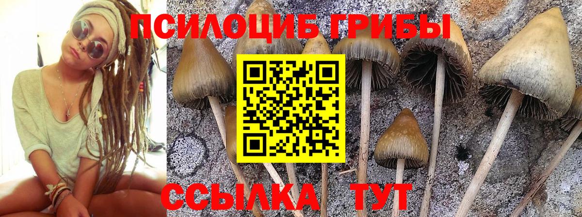 Псилоцибиновые грибы мицелий Камень-на-Оби
